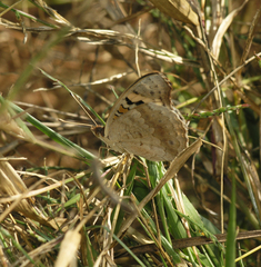Junonia orithya ocyale