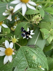 Calydna sturnula