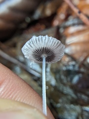 Coprinopsis stercorea
