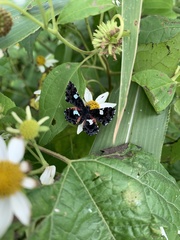 Calydna sturnula