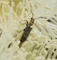 Chauliognathus sydneyanus