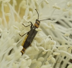 Chauliognathus sydneyanus