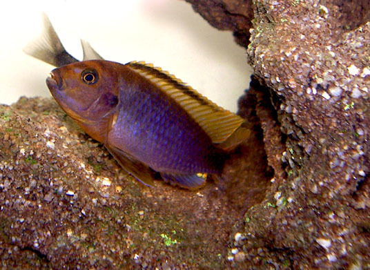 Lavender Cichlid
