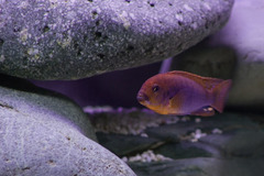 Lavender Cichlid photo 4