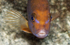 Lavender Cichlid photo 5