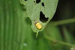 Chauliognathus missionum