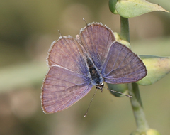 Leptotes plinius plinius