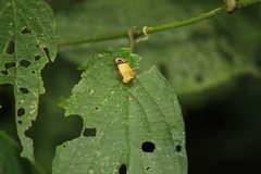 Chauliognathus missionum