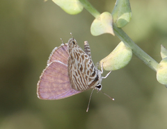 Leptotes plinius plinius