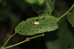 Chauliognathus missionum