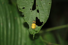 Chauliognathus missionum
