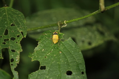 Chauliognathus missionum