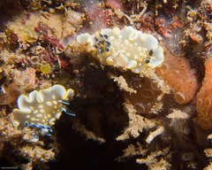 Ardeadoris tomsmithi