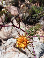 Berkheya cruciata