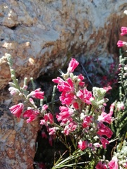 Erica strigilifolia