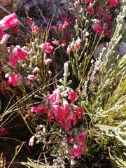 Erica strigilifolia