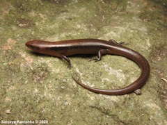 Lankascincus sripadensis