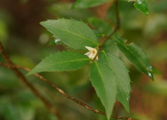 Atherosperma moschatum