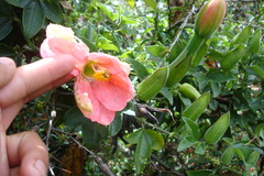 Passiflora mixta mixta