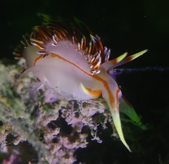 Phidiana militaris