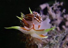 Phidiana militaris
