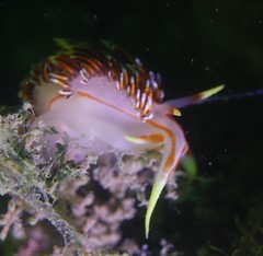 Phidiana militaris