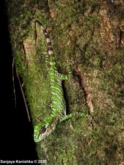 Calotes liocephalus