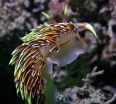 Phidiana militaris