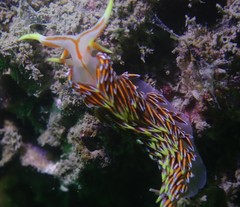 Phidiana militaris