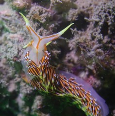 Phidiana militaris