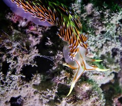 Phidiana militaris