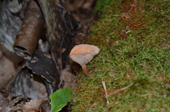 Lactarius glyciosmus