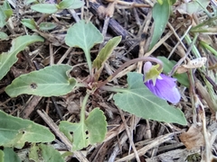 Viola inconspicua