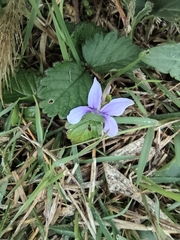 Viola inconspicua