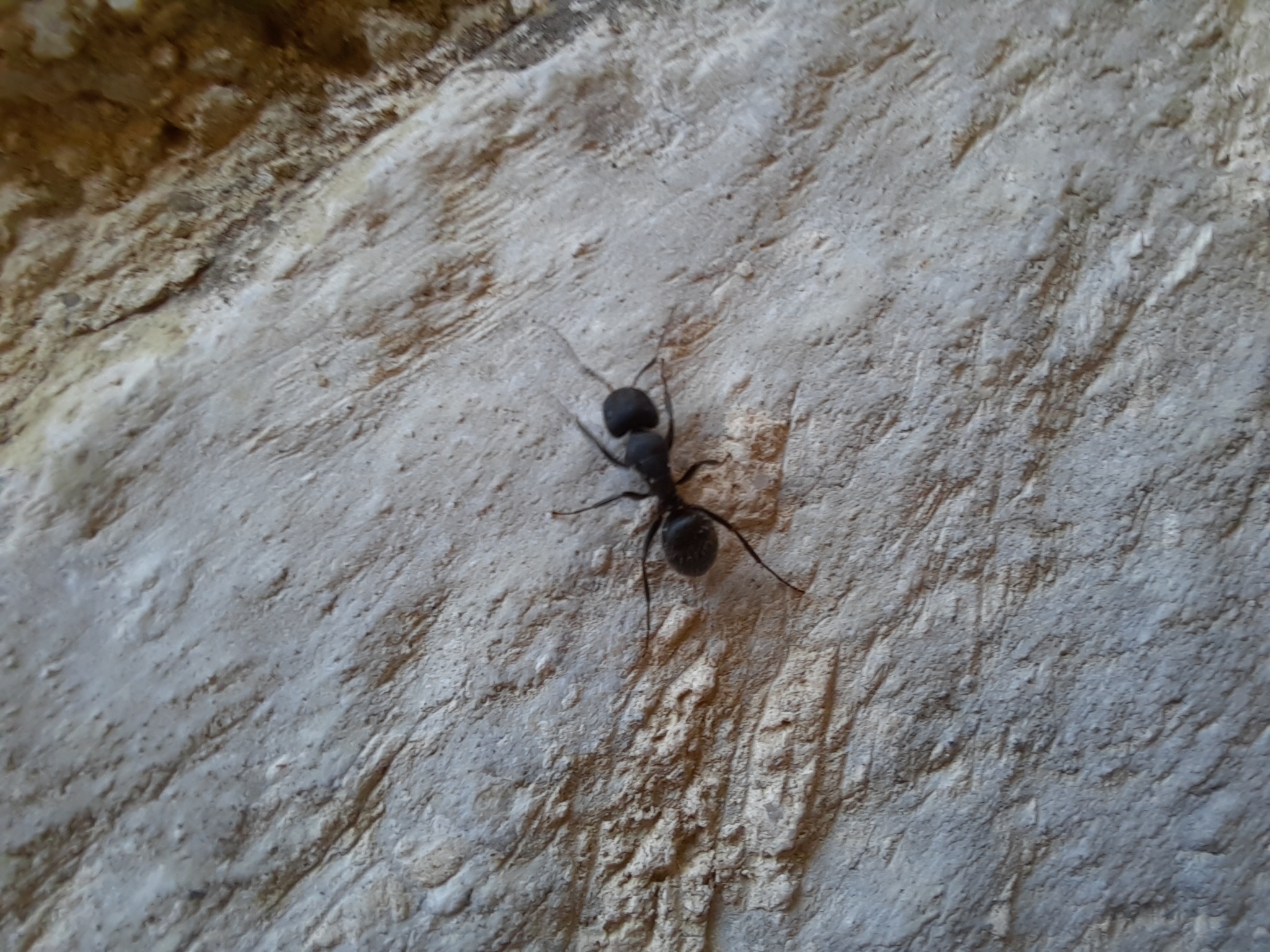 Camponotus kiesenwetteri