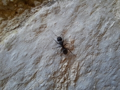 Camponotus kiesenwetteri