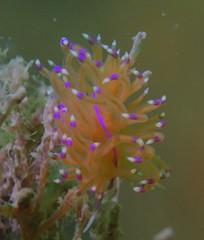 Unidentia