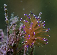 Unidentia