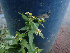 Galinsoga quadriradiata