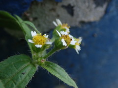 Galinsoga quadriradiata
