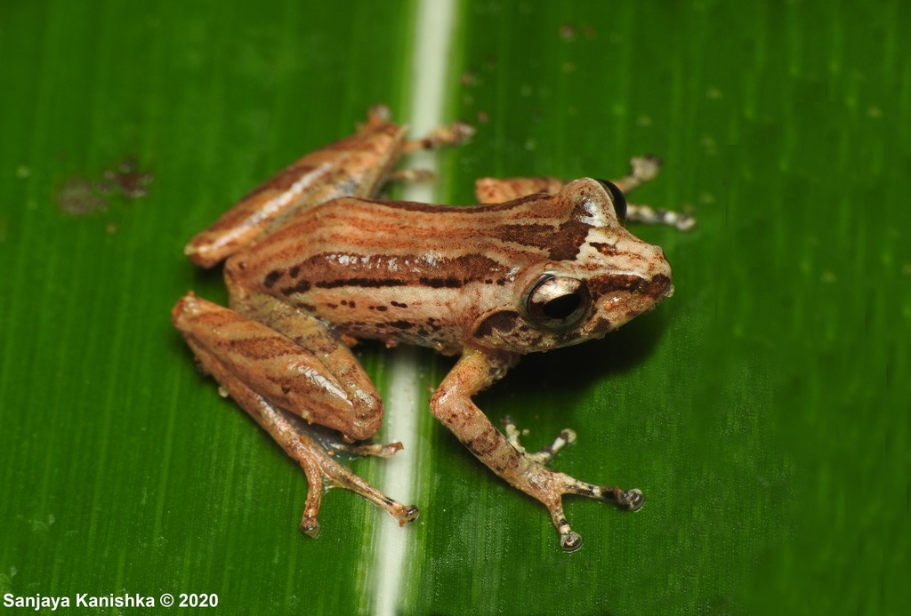 Long-Spined Bubble-Nest Frog