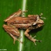 Webless Pygmy Tree Frog - Photo (c) Sanjaya Kanishka, some rights reserved (CC BY-NC), uploaded by Sanjaya Kanishka