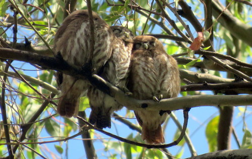 Ferruginous Pygmy-Owl (Glaucidium brasilianum), a species recorded in Texas