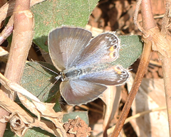 Euchrysops cnejus cnejus