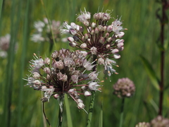 Allium suaveolens