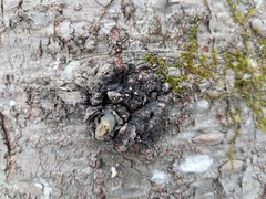 Lachnellula resinaria