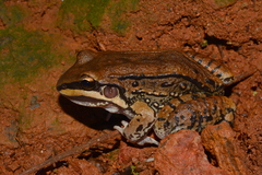Leptodactylus mystacinus