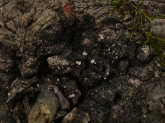 Lachnellula resinaria