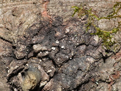 Lachnellula resinaria