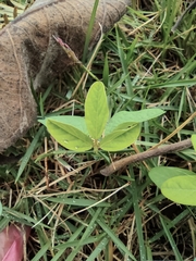 Grona heterocarpos